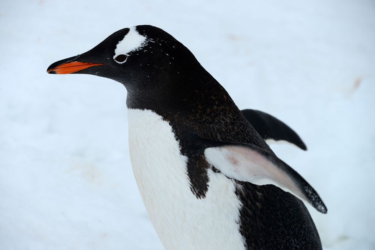 06B A Gentoo Penguin Crosses The Trail At Neko Harbour On Quark Expeditions Antarctica Cruise